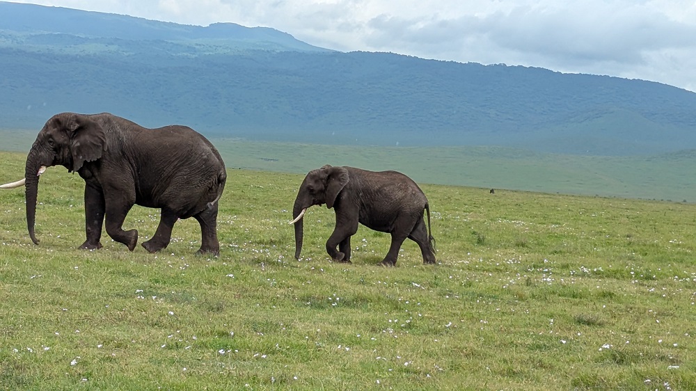 6 days  kenya safari tour itinerary 